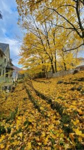 Golden autumn leaves carpeting the wooded hillside behind Vine Cottage Inn